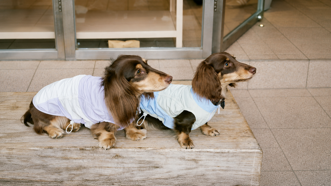 Rose Garden Nocturne — A Botanical Pet Couture Editorial by The Calm Atelier