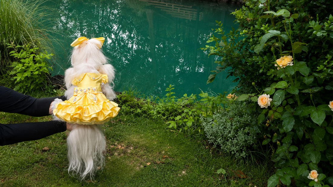 The Violet Calm — Pet Couture Editorial in Imperial Purple